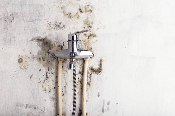 Best Mold Testing  in Wooster, AR