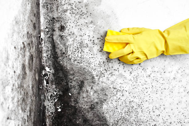 Best Mold Remediation  in Wooster, AR