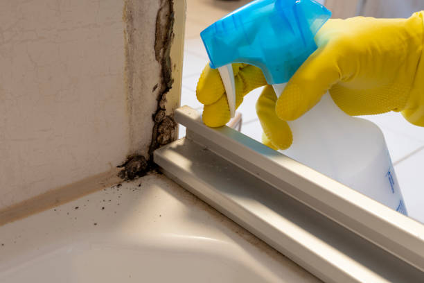 Best Attic Mold Removal  in Wooster, AR