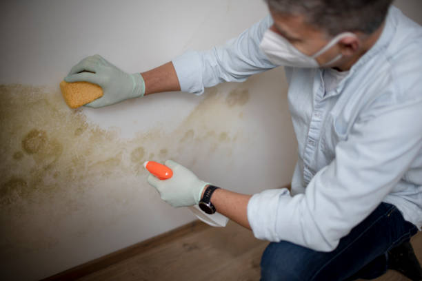 Professional Mold Removal in Wooster, AR