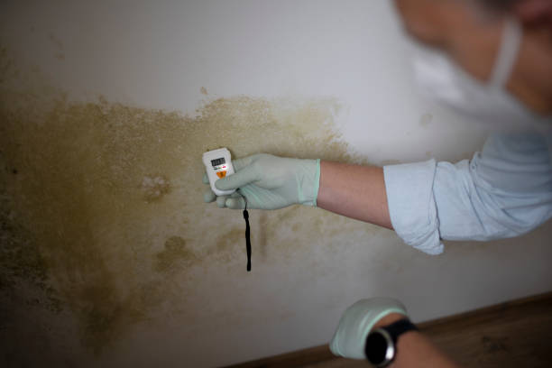 Best Mold Remediation  in Wooster, AR