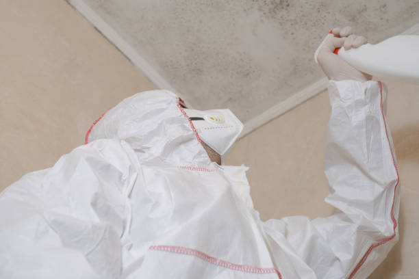Best Fast Mold Removal  in Wooster, AR