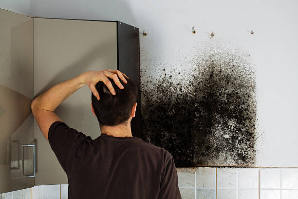 Best Affordable Mold Removal  in Wooster, AR