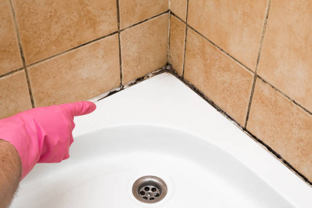 Professional Mold Removal in Wooster, AR